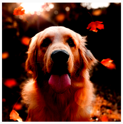 Um cachorro com brilho e contraste aumentados, o que o faz parecer mais vívido.