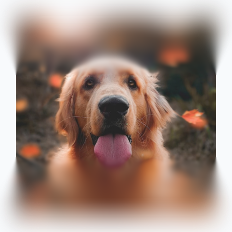 A dog with blurred top and bottom edges while keeping the middle horizontal strip in sharp focus.