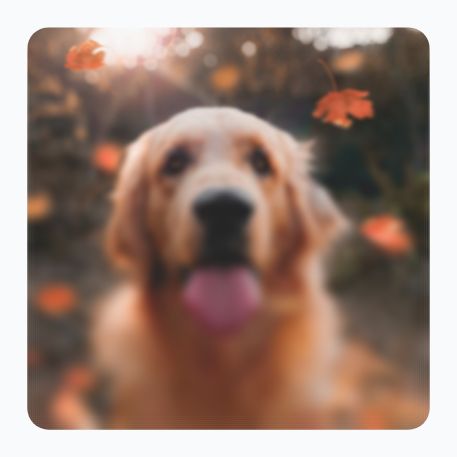 A dog that is sharp at the top and gradually becomes blurred toward the bottom.
