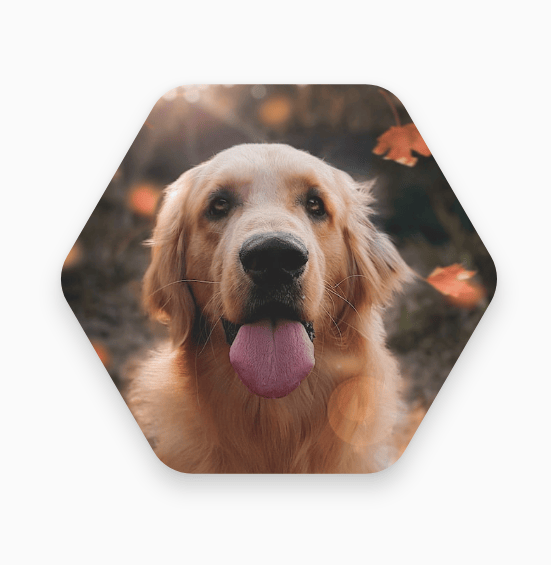 Dog in hexagon with shadow applied around the edges
