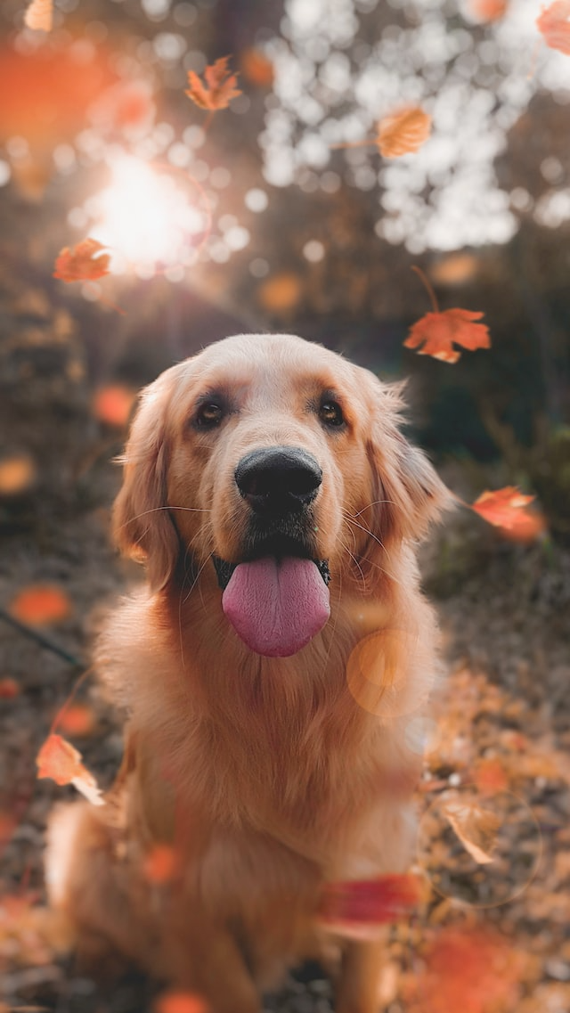 Uma imagem de um cachorro